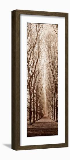 Poplar Trees-Alan Blaustein-Framed Art Print