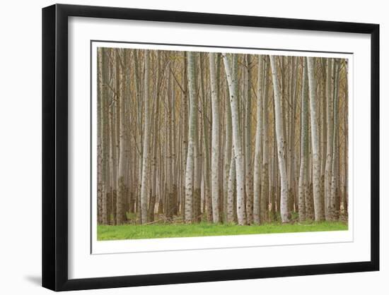 Poplar Trees-Donald Paulson-Framed Giclee Print