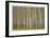 Poplar Trees-Donald Paulson-Framed Giclee Print