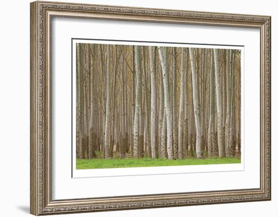 Poplar Trees-Donald Paulson-Framed Giclee Print