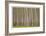 Poplar Trees-Donald Paulson-Framed Giclee Print