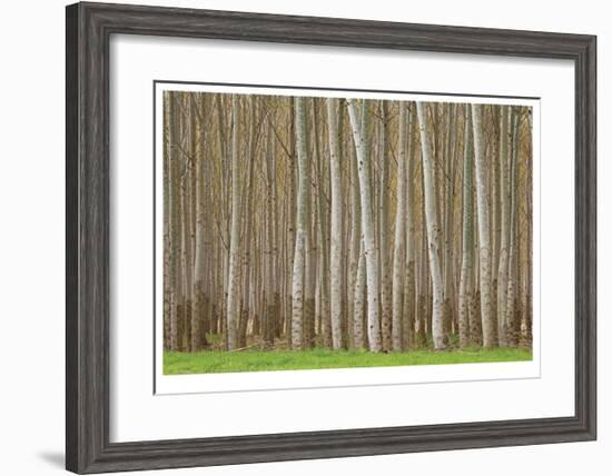 Poplar Trees-Donald Paulson-Framed Giclee Print