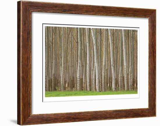 Poplar Trees-Donald Paulson-Framed Giclee Print