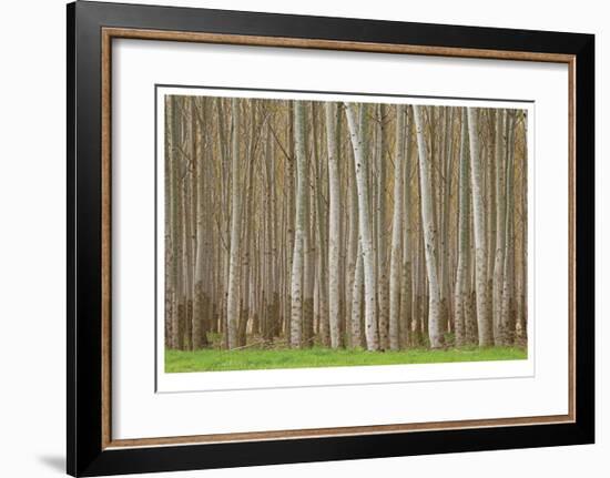 Poplar Trees-Donald Paulson-Framed Giclee Print