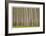 Poplar Trees-Donald Paulson-Framed Giclee Print