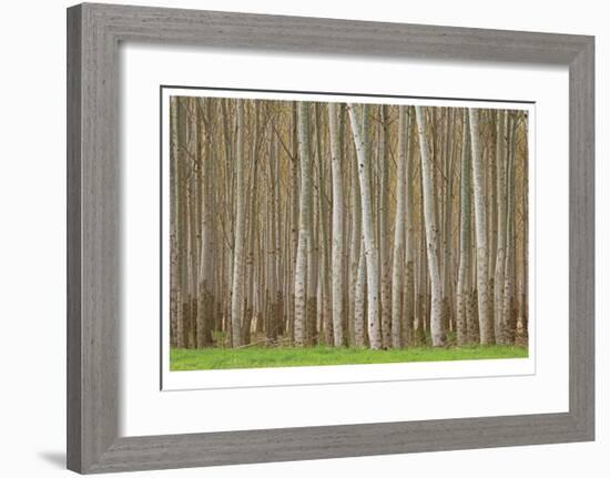 Poplar Trees-Donald Paulson-Framed Giclee Print