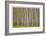 Poplar Trees-Donald Paulson-Framed Giclee Print