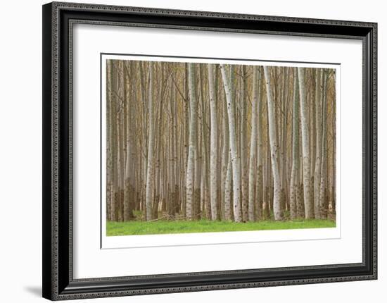 Poplar Trees-Donald Paulson-Framed Giclee Print