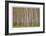 Poplar Trees-Donald Paulson-Framed Giclee Print