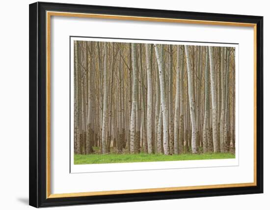 Poplar Trees-Donald Paulson-Framed Giclee Print