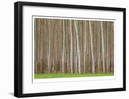 Poplar Trees-Donald Paulson-Framed Giclee Print