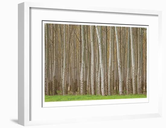 Poplar Trees-Donald Paulson-Framed Giclee Print