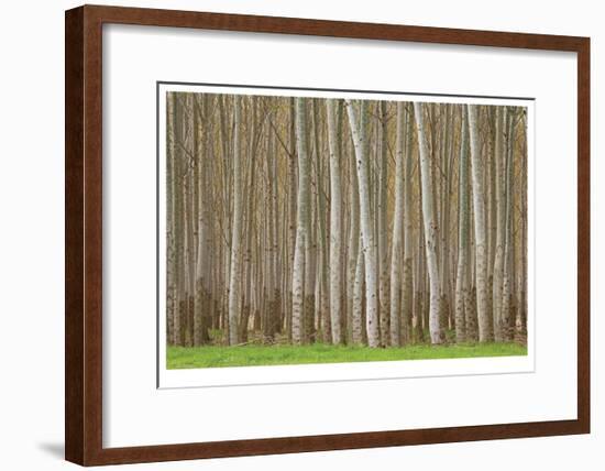 Poplar Trees-Donald Paulson-Framed Giclee Print