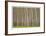 Poplar Trees-Donald Paulson-Framed Giclee Print