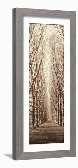 Poplar Trees-Alan Blaustein-Framed Photographic Print