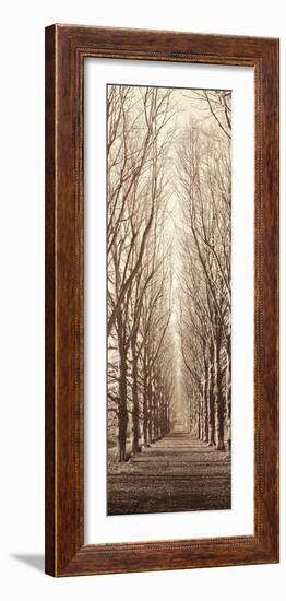 Poplar Trees-Alan Blaustein-Framed Photographic Print