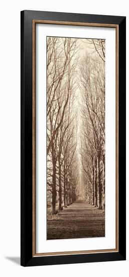 Poplar Trees-Alan Blaustein-Framed Photographic Print