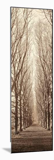 Poplar Trees-Alan Blaustein-Mounted Photographic Print