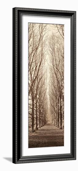 Poplar Trees-Alan Blaustein-Framed Photographic Print