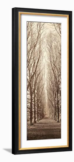 Poplar Trees-Alan Blaustein-Framed Photographic Print