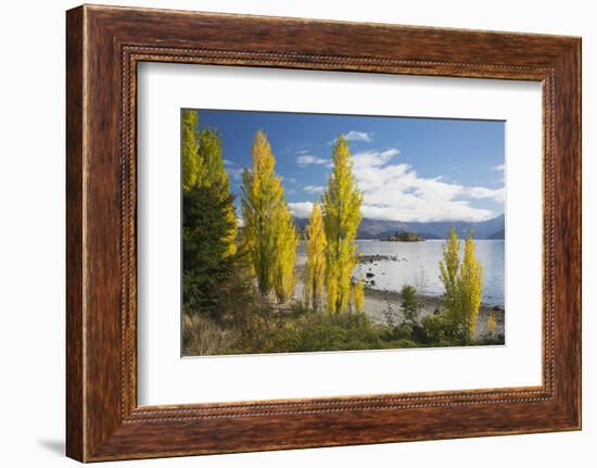 Poplars growing on the shore of Lake Wanaka, autumn, Roys Bay, Wanaka, Queenstown-Lakes district, O-Ruth Tomlinson-Framed Photographic Print