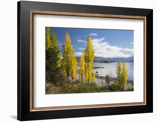 Poplars growing on the shore of Lake Wanaka, autumn, Roys Bay, Wanaka, Queenstown-Lakes district, O-Ruth Tomlinson-Framed Photographic Print