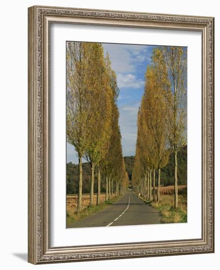 Poplars on Both Sides of an Empty Rural Road Near St. Mont, Les Landes, Aquitaine, France, Europe-Michael Busselle-Framed Photographic Print