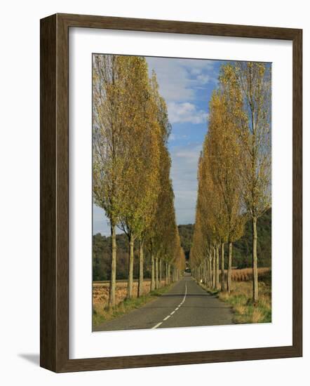 Poplars on Both Sides of an Empty Rural Road Near St. Mont, Les Landes, Aquitaine, France, Europe-Michael Busselle-Framed Photographic Print