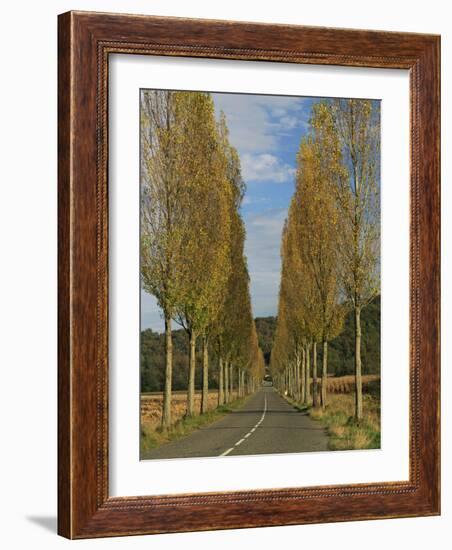 Poplars on Both Sides of an Empty Rural Road Near St. Mont, Les Landes, Aquitaine, France, Europe-Michael Busselle-Framed Photographic Print