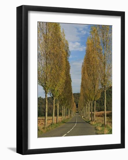 Poplars on Both Sides of an Empty Rural Road Near St. Mont, Les Landes, Aquitaine, France, Europe-Michael Busselle-Framed Photographic Print