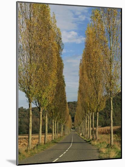 Poplars on Both Sides of an Empty Rural Road Near St. Mont, Les Landes, Aquitaine, France, Europe-Michael Busselle-Mounted Photographic Print