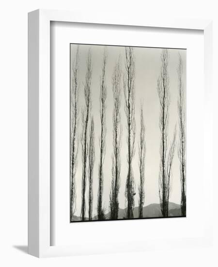 Poplars, Saline Valley, California, 1954-Brett Weston-Framed Photographic Print