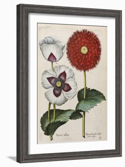 Poppies, 17th Century-null-Framed Giclee Print