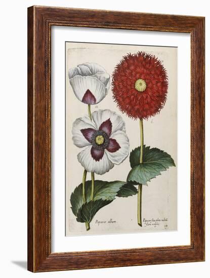 Poppies, 17th Century-null-Framed Giclee Print