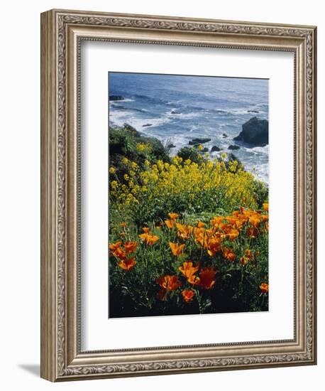 Poppies Along Coast CA USA-null-Framed Photographic Print