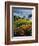 Poppies Along Coast CA USA-null-Framed Photographic Print