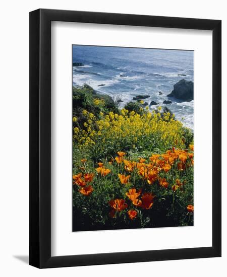 Poppies Along Coast CA USA-null-Framed Photographic Print