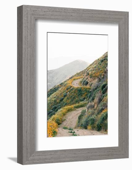 Poppies along the Walker Canyon Trail in Lake Elsinore, California-Jon Bilous-Framed Photographic Print