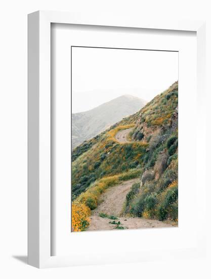 Poppies along the Walker Canyon Trail in Lake Elsinore, California-Jon Bilous-Framed Photographic Print