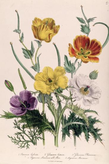 Poppies and Anemones, Plate 5 from 