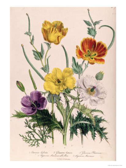 Poppies and Anemones, Plate 5 from 