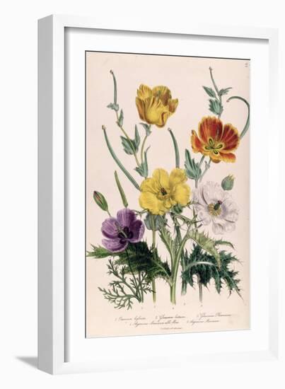Poppies and Anemones, Plate 5 from "The Ladies" Flower Garden", Published 1842-Jane W. Loudon-Framed Giclee Print
