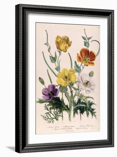 Poppies and Anemones, Plate 5 from "The Ladies" Flower Garden", Published 1842-Jane W. Loudon-Framed Giclee Print