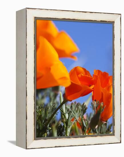 Poppies and Blue Sky, Antelope Valley Near Lancaster, California, Usa-Jamie & Judy Wild-Framed Premier Image Canvas