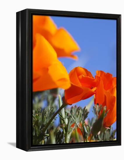 Poppies and Blue Sky, Antelope Valley Near Lancaster, California, Usa-Jamie & Judy Wild-Framed Premier Image Canvas