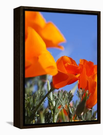 Poppies and Blue Sky, Antelope Valley Near Lancaster, California, Usa-Jamie & Judy Wild-Framed Premier Image Canvas