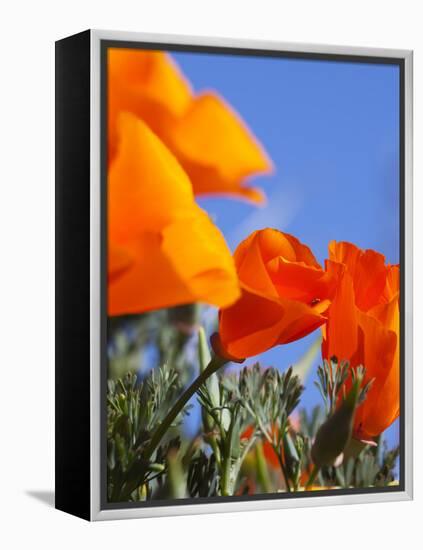 Poppies and Blue Sky, Antelope Valley Near Lancaster, California, Usa-Jamie & Judy Wild-Framed Premier Image Canvas