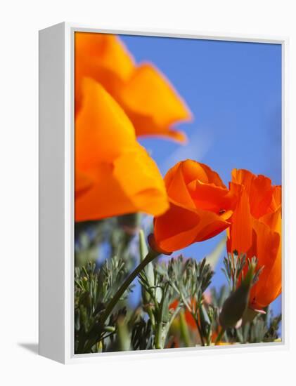 Poppies and Blue Sky, Antelope Valley Near Lancaster, California, Usa-Jamie & Judy Wild-Framed Premier Image Canvas