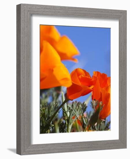 Poppies and Blue Sky, Antelope Valley Near Lancaster, California, Usa-Jamie & Judy Wild-Framed Photographic Print