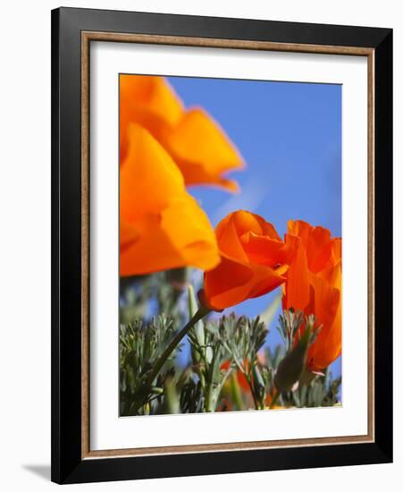 Poppies and Blue Sky, Antelope Valley Near Lancaster, California, Usa-Jamie & Judy Wild-Framed Photographic Print